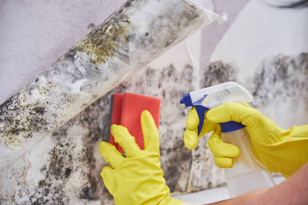 Reliable Morenci, MI Mold Removal Services Solutions